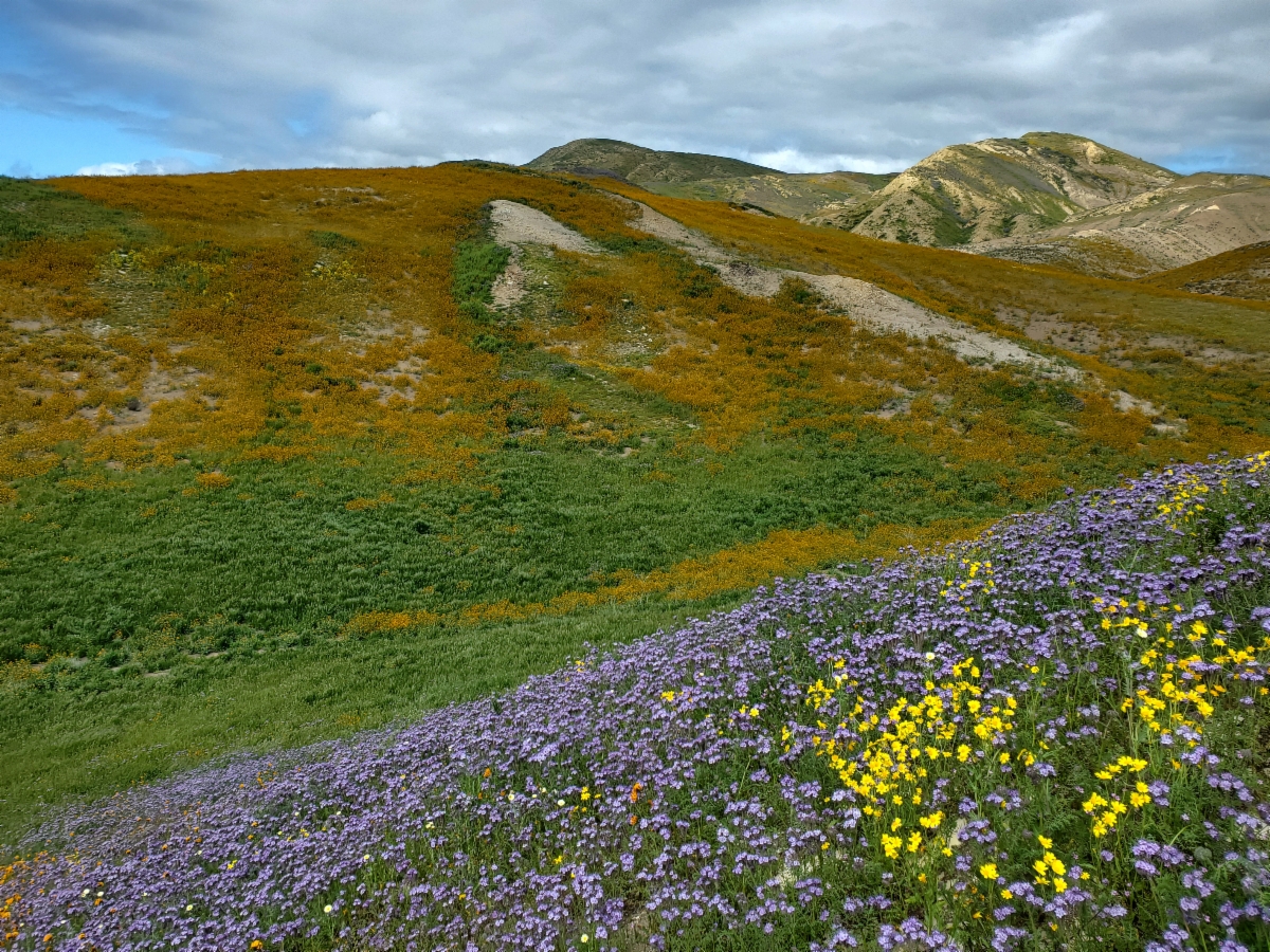 Tumey Hills  Bureau of Land Management