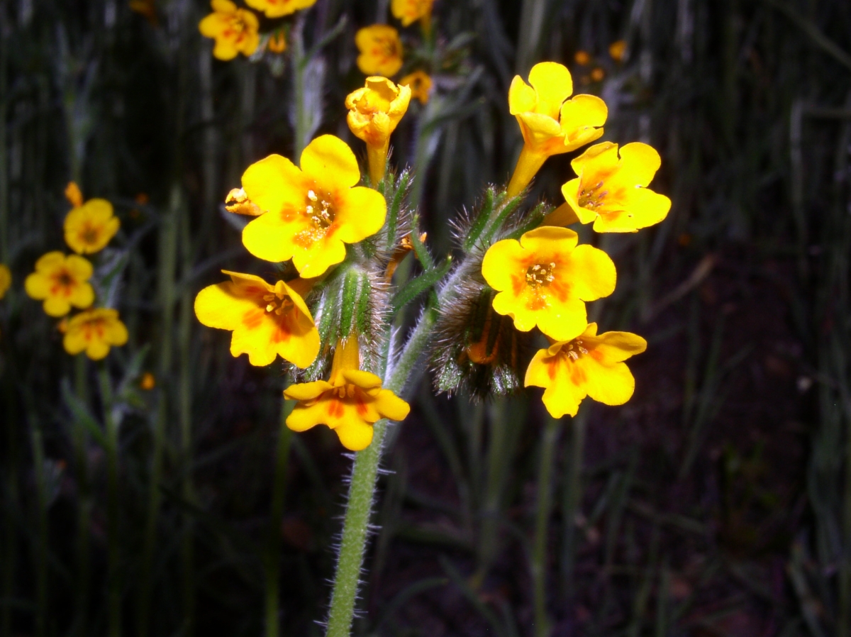 Amsinckia eastwoodiae