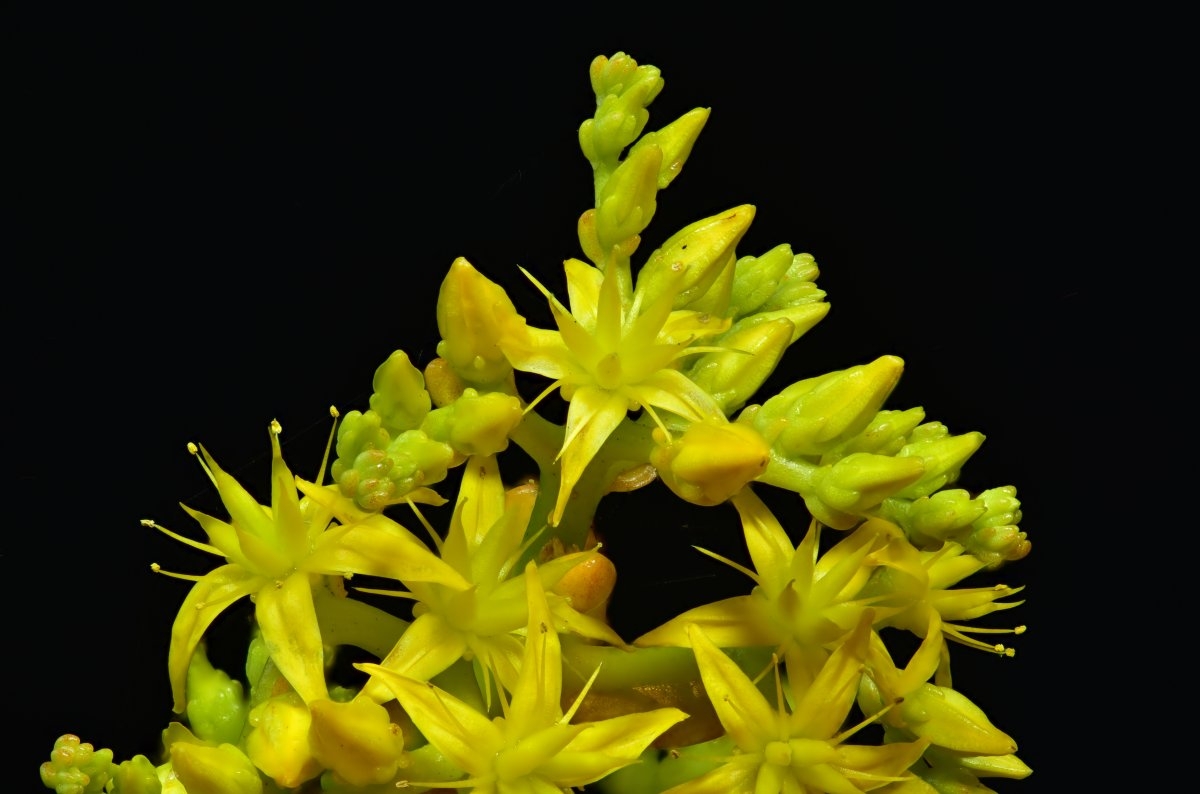 Sedum praealtum