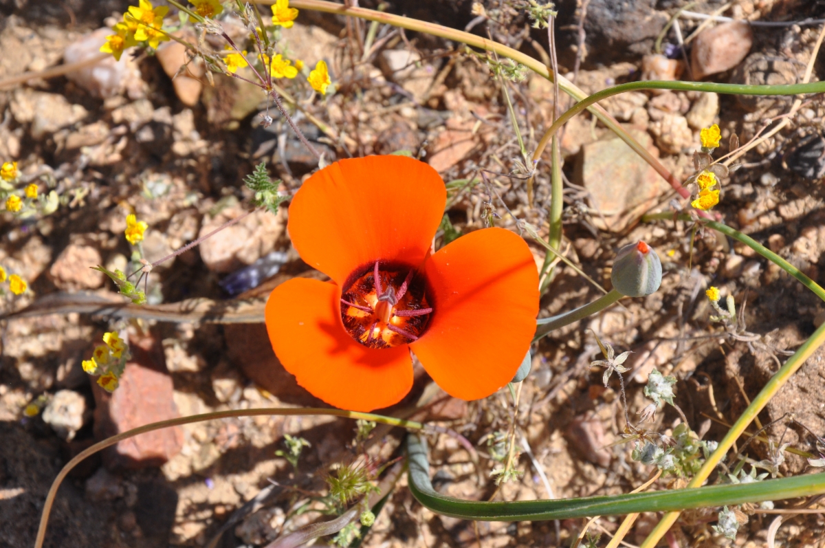 Calochortus kennedyi