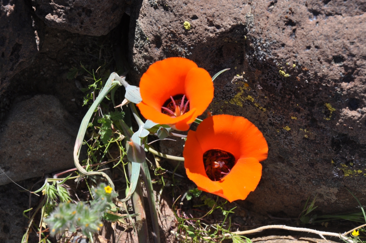 Calochortus kennedyi