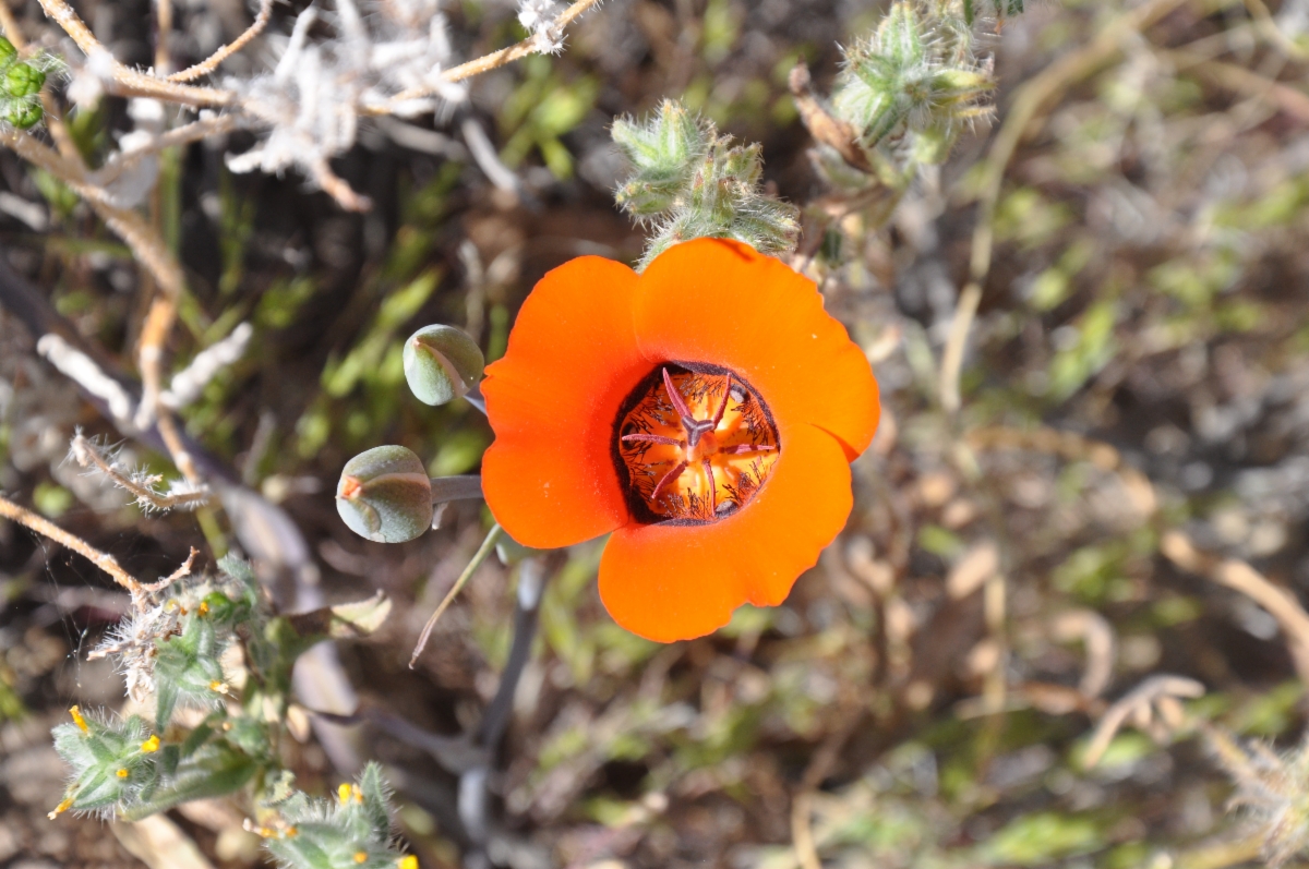 Calochortus kennedyi