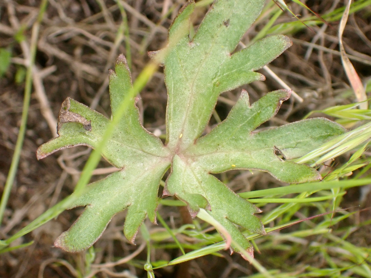 Delphinium recurvatum