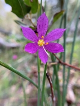 Olsynium douglasii var. douglasii