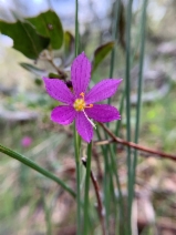 Olsynium douglasii var. douglasii