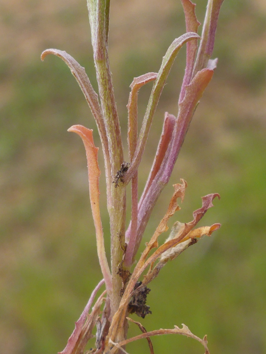 Erysimum repandum