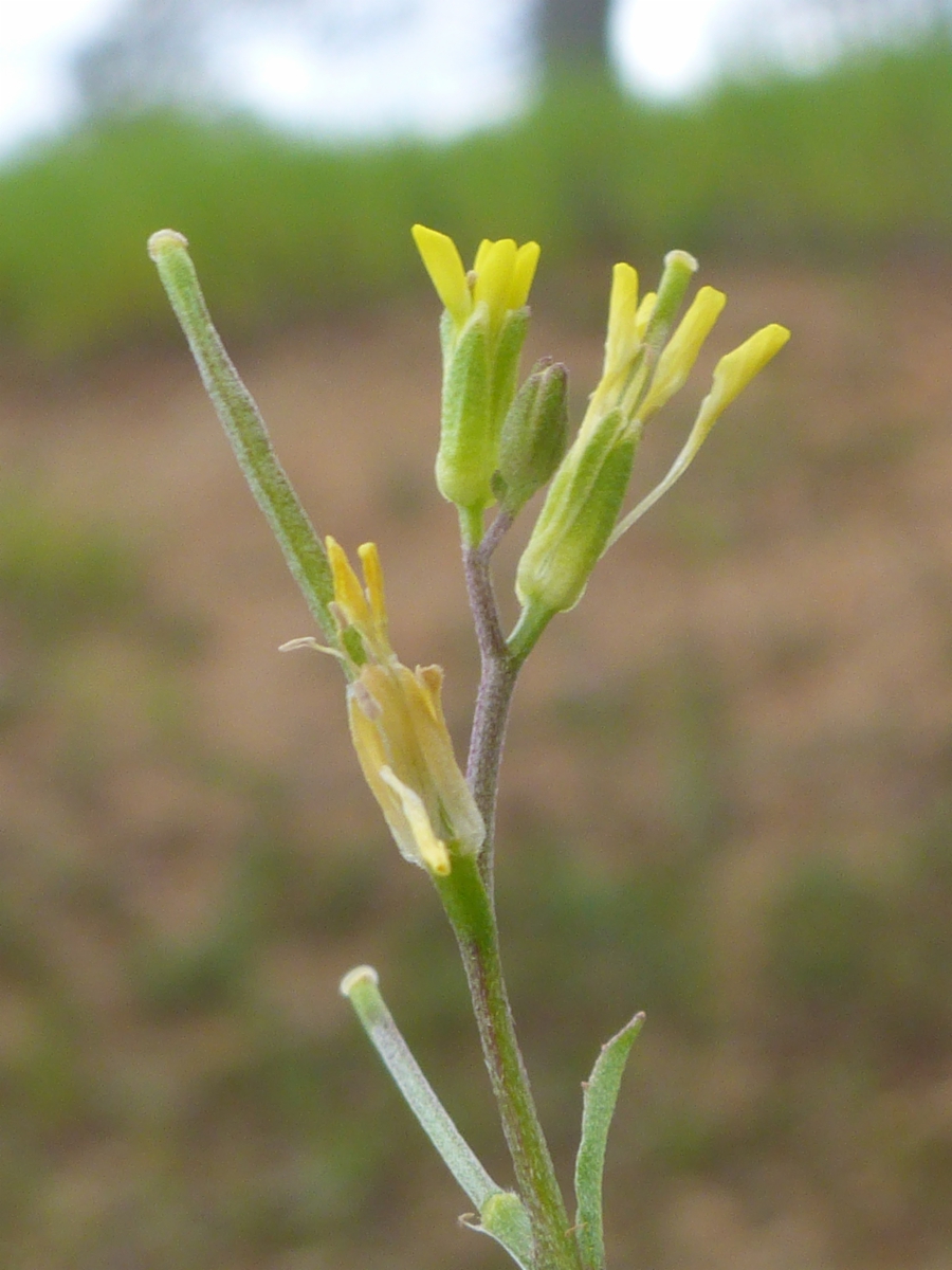 Erysimum repandum