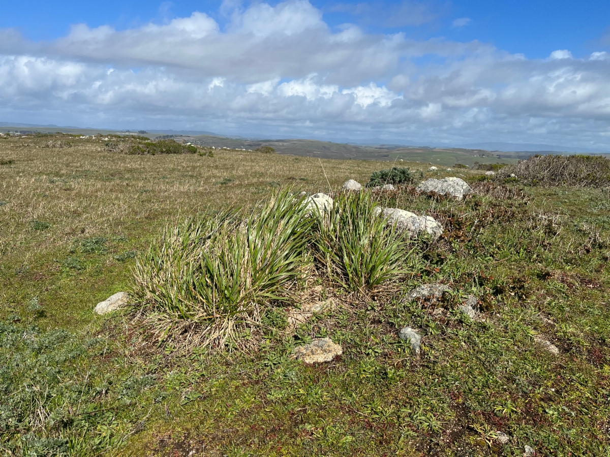 Calamagrostis nutkaensis