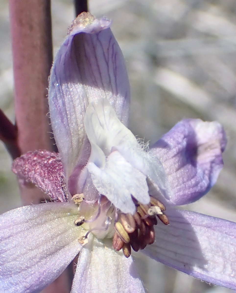 Delphinium recurvatum