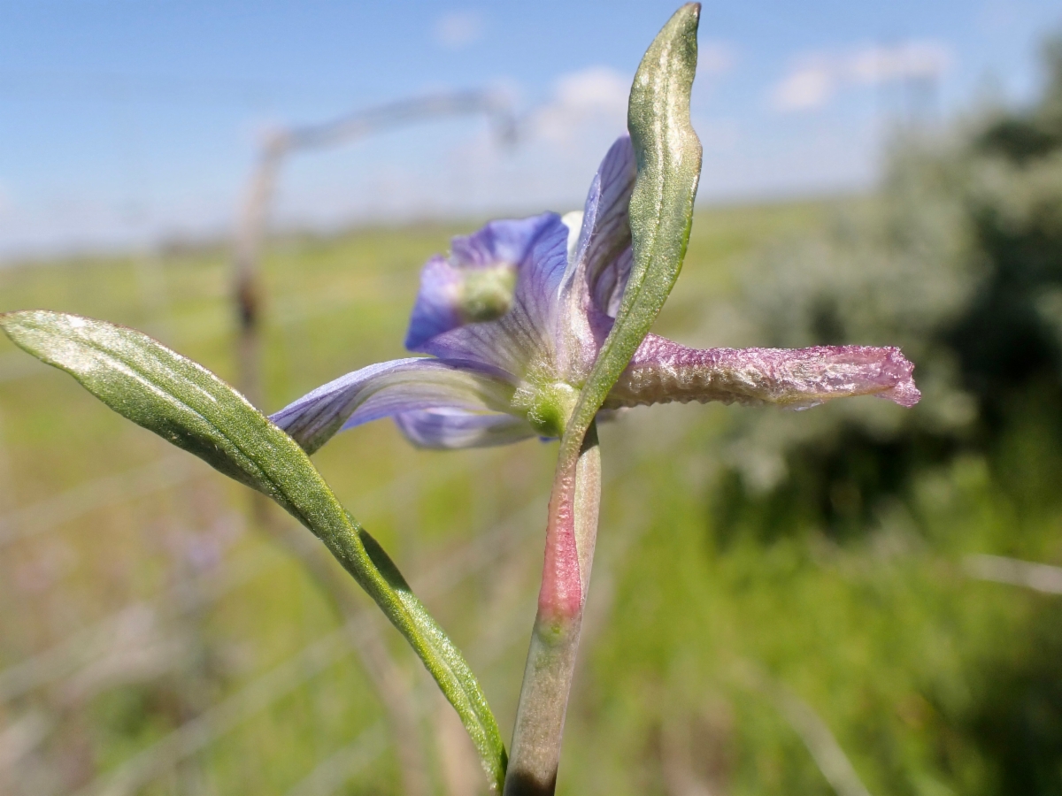 Delphinium recurvatum