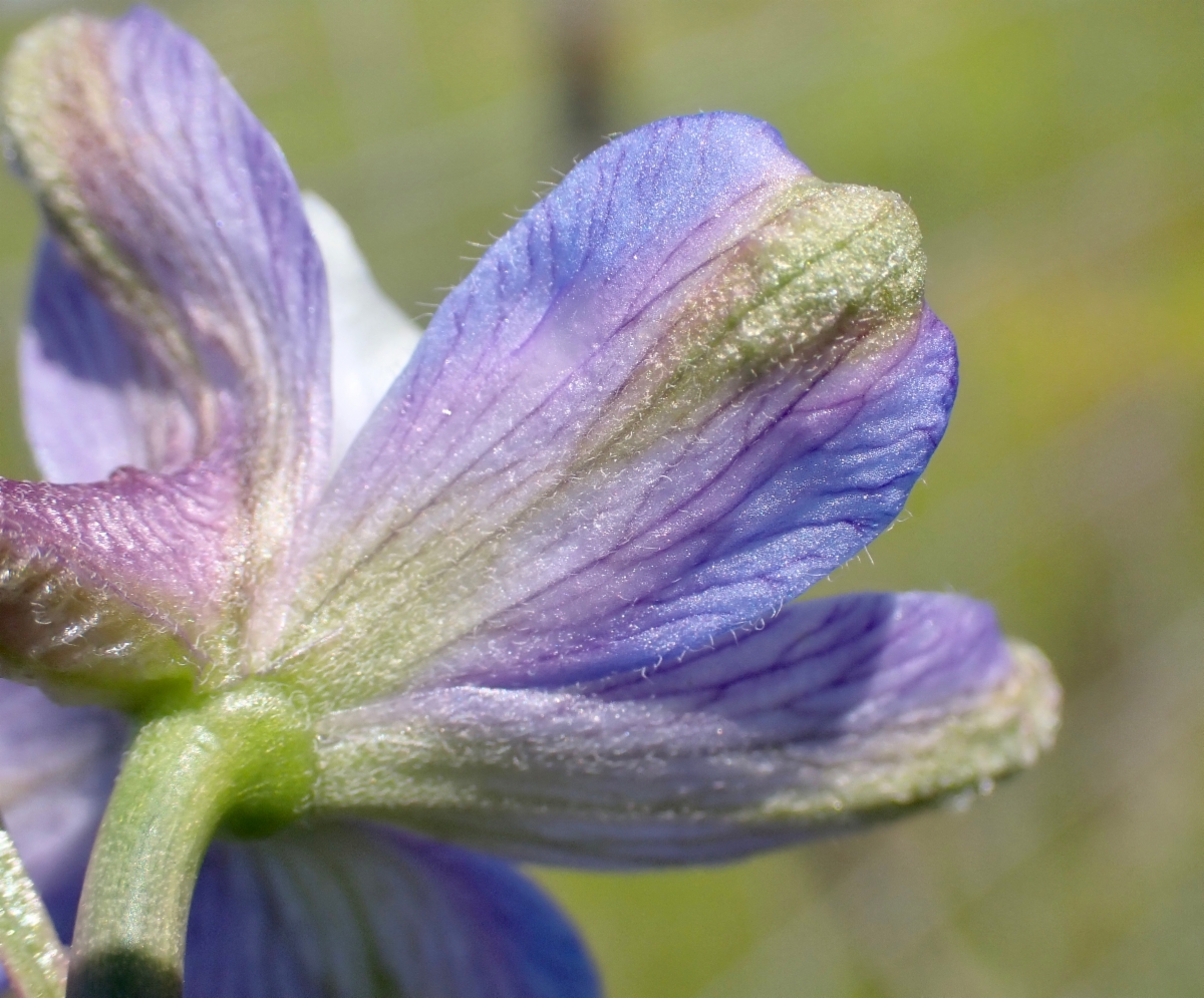 Delphinium recurvatum