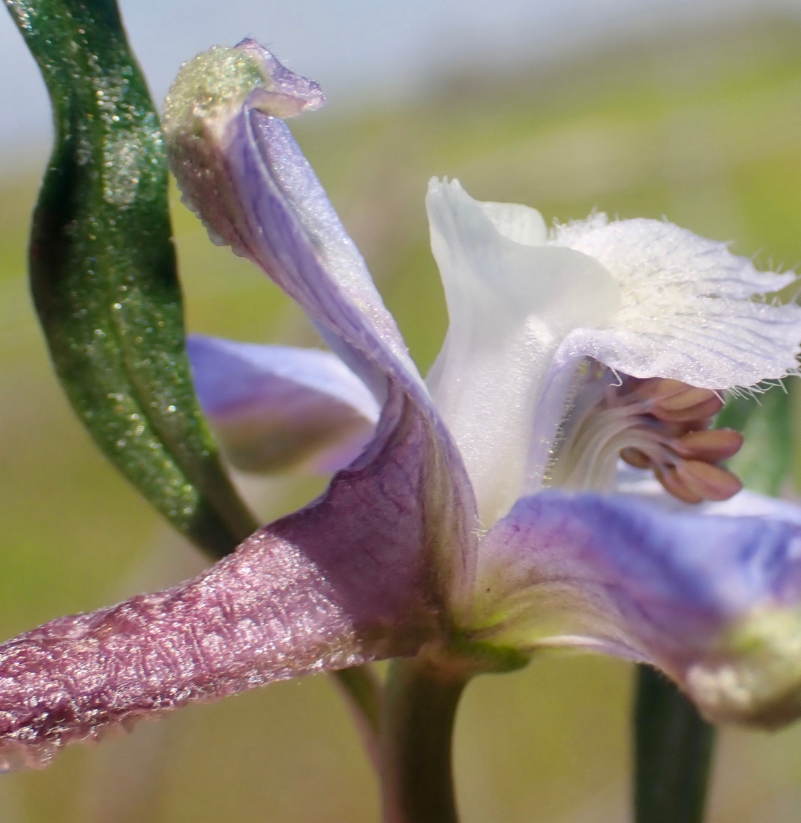 Delphinium recurvatum