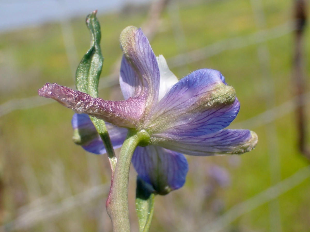 Delphinium recurvatum