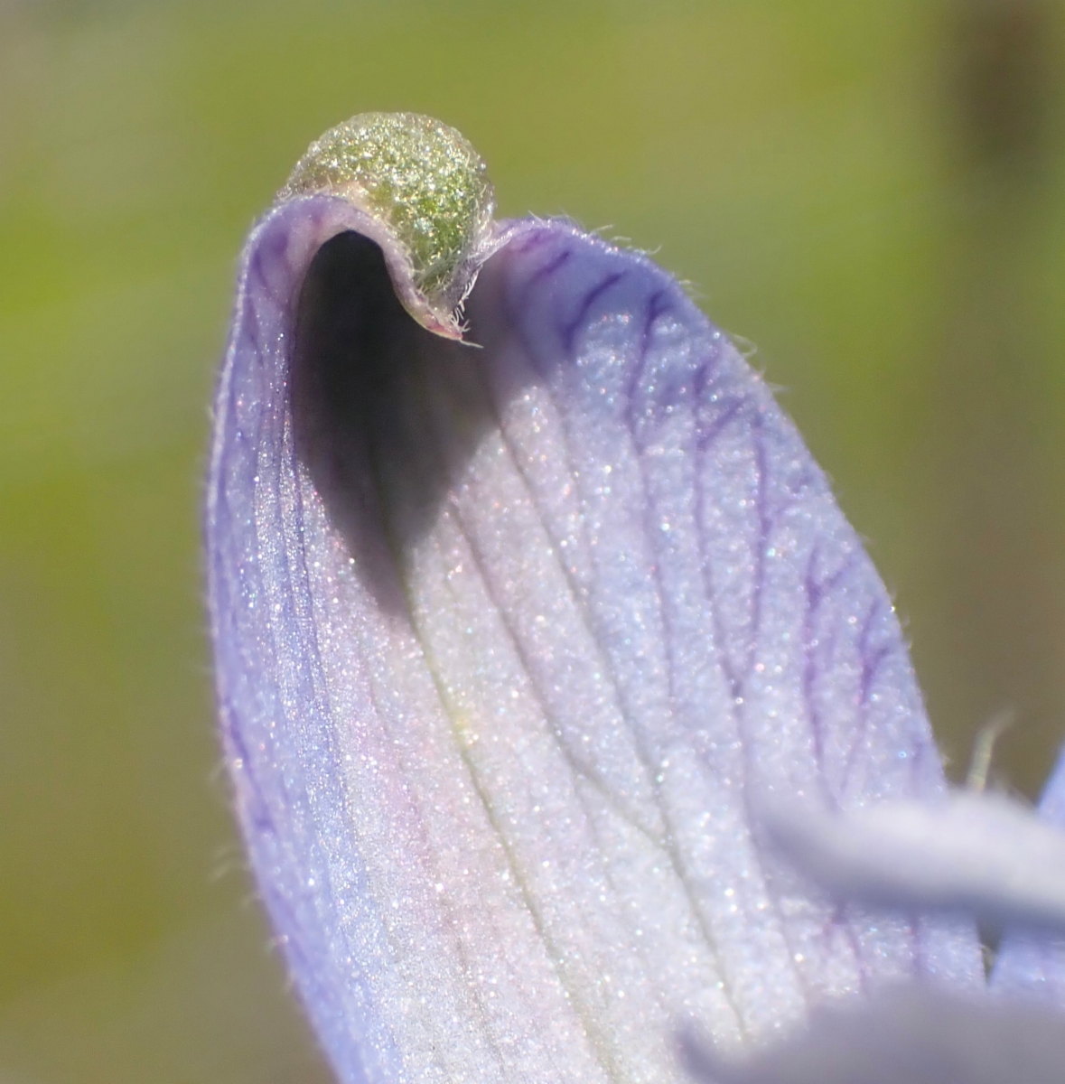 Delphinium recurvatum