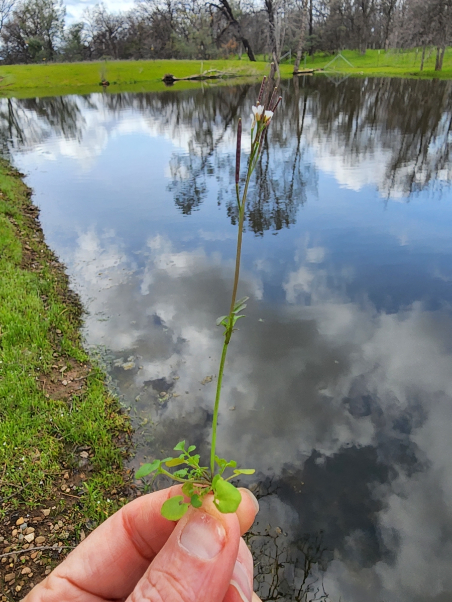 Cardamine hirsuta