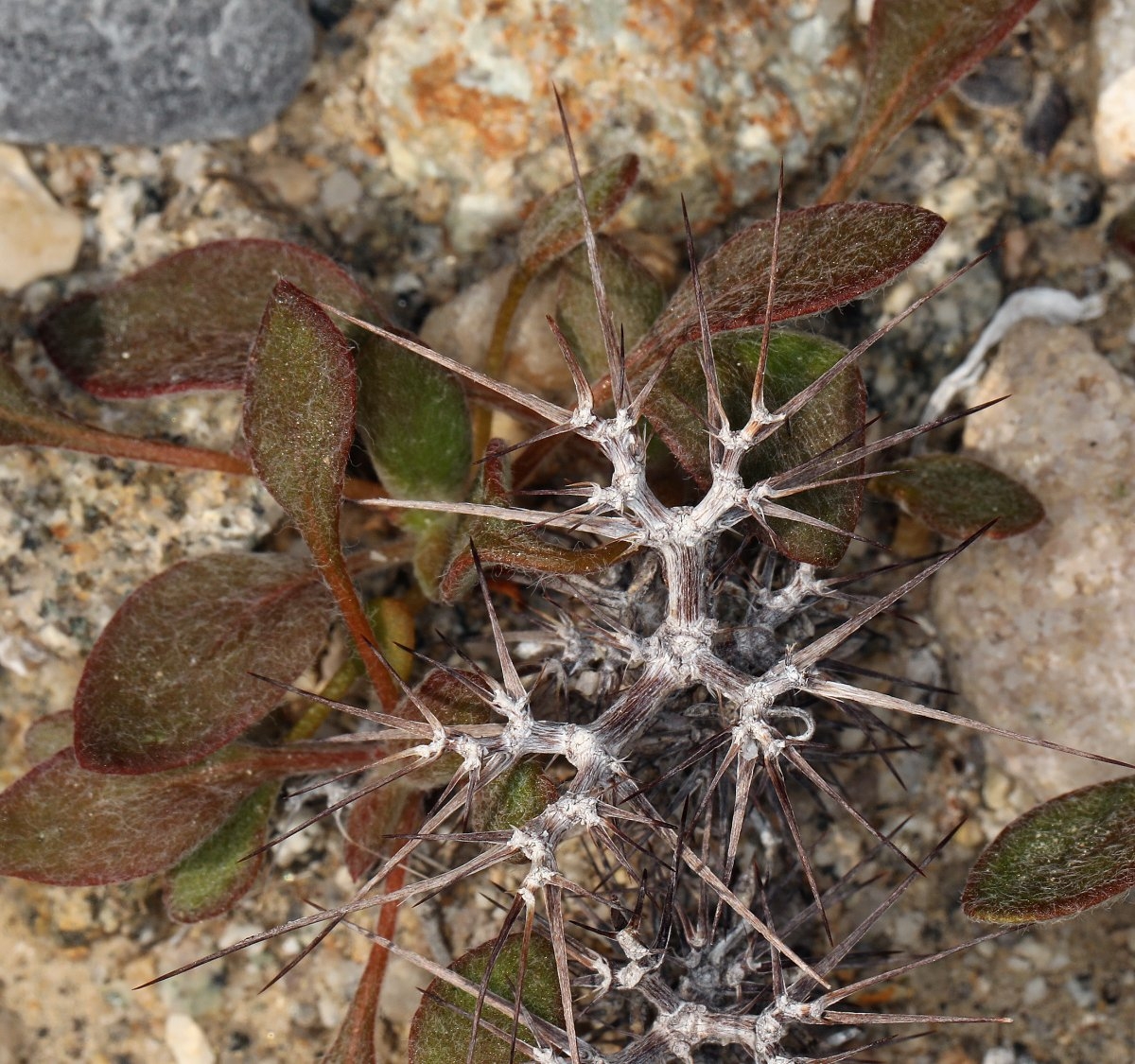 Chorizanthe rigida