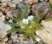 Cryptantha circumscissa