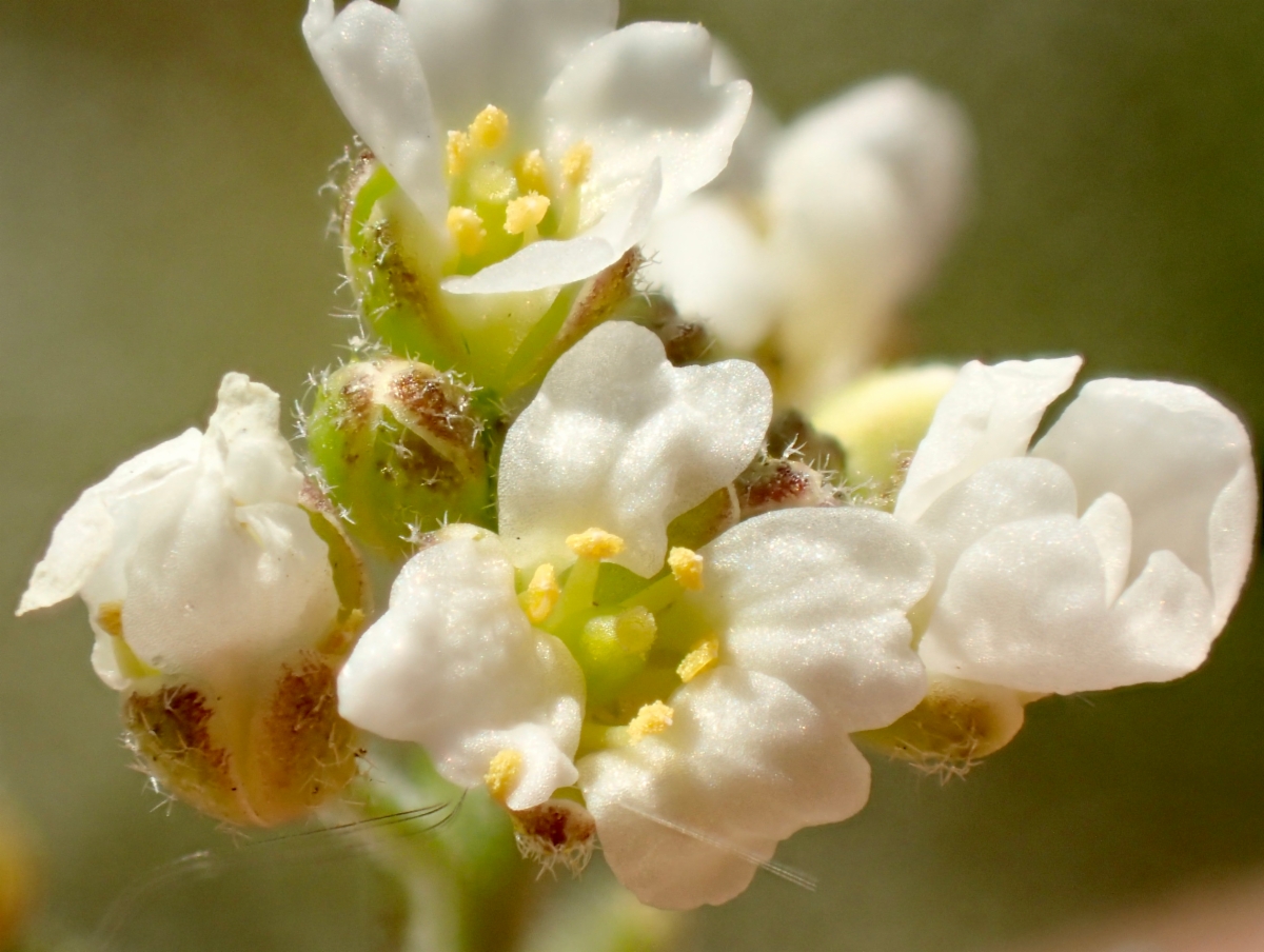 Draba cuneifolia