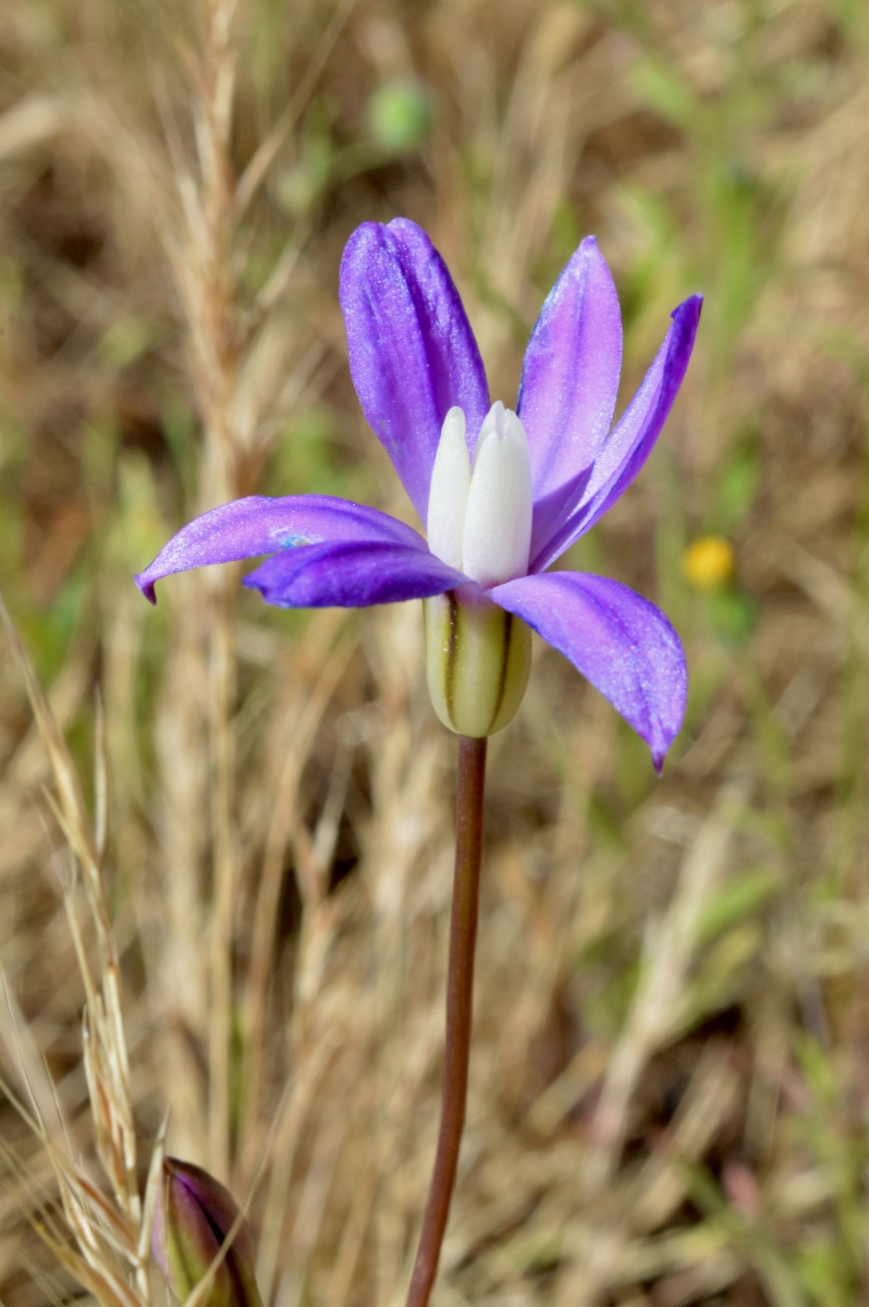 Brodiaea insignis