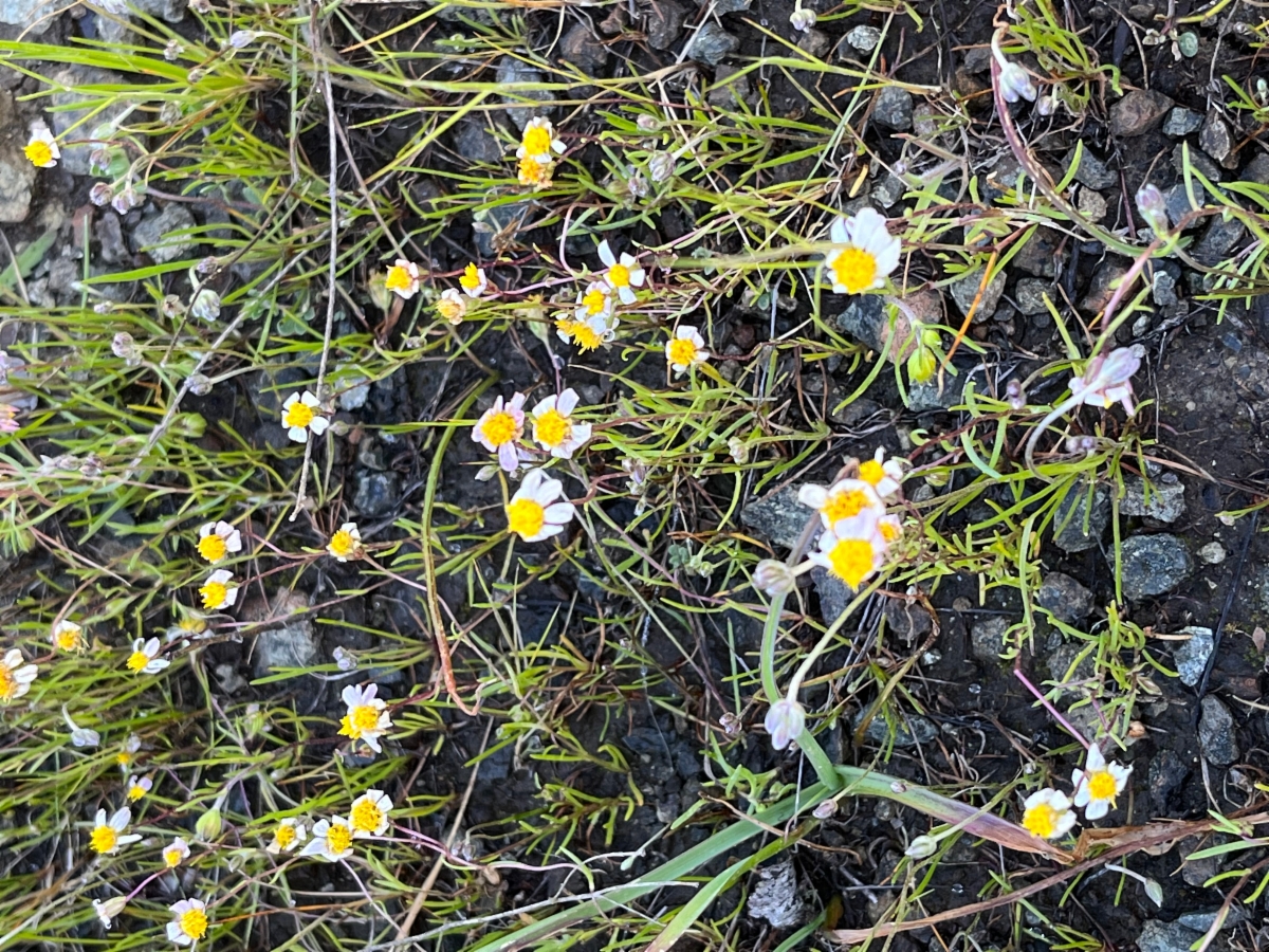 Pentachaeta bellidiflora