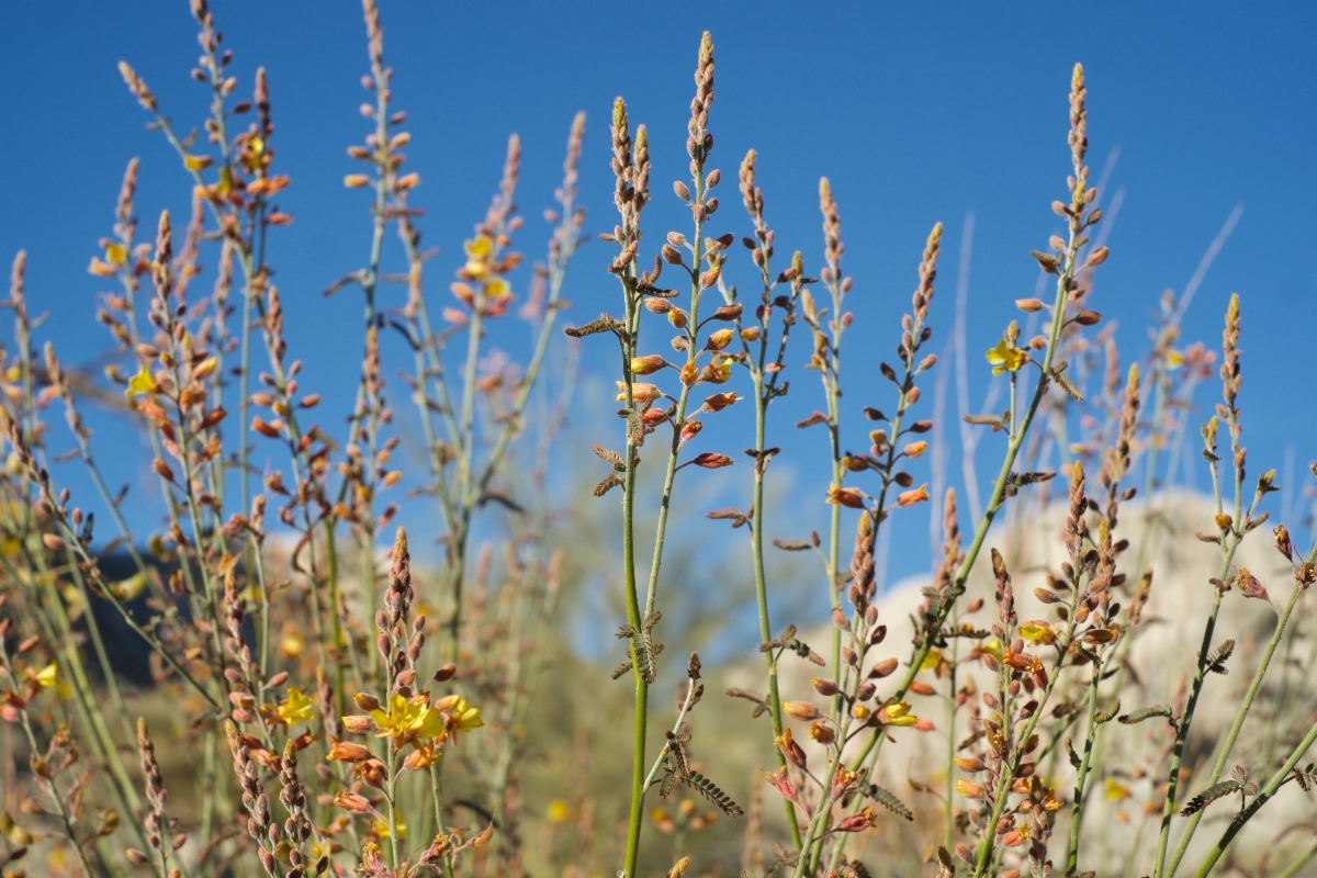 Hoffmannseggia microphylla