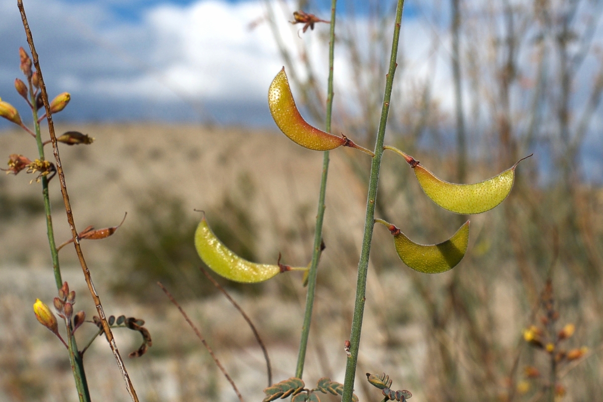 Hoffmannseggia microphylla