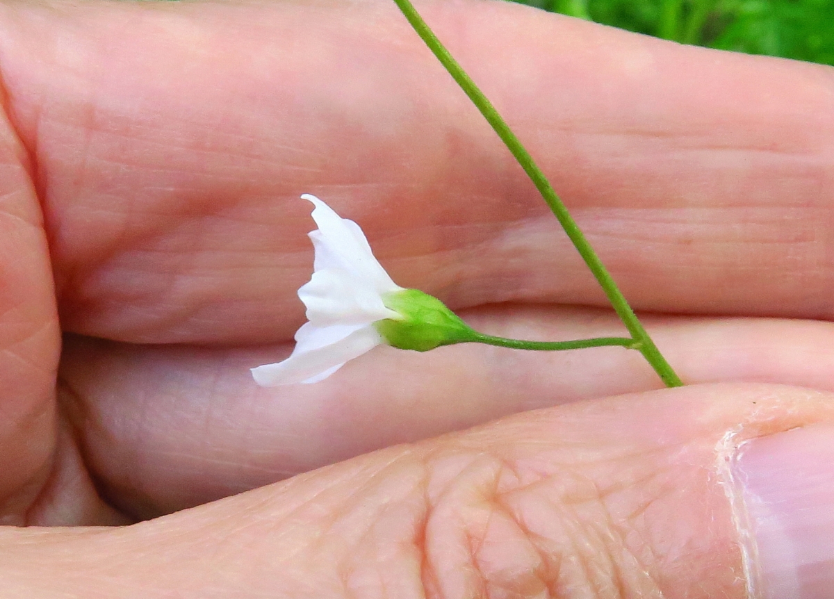 Lithophragma cymbalaria