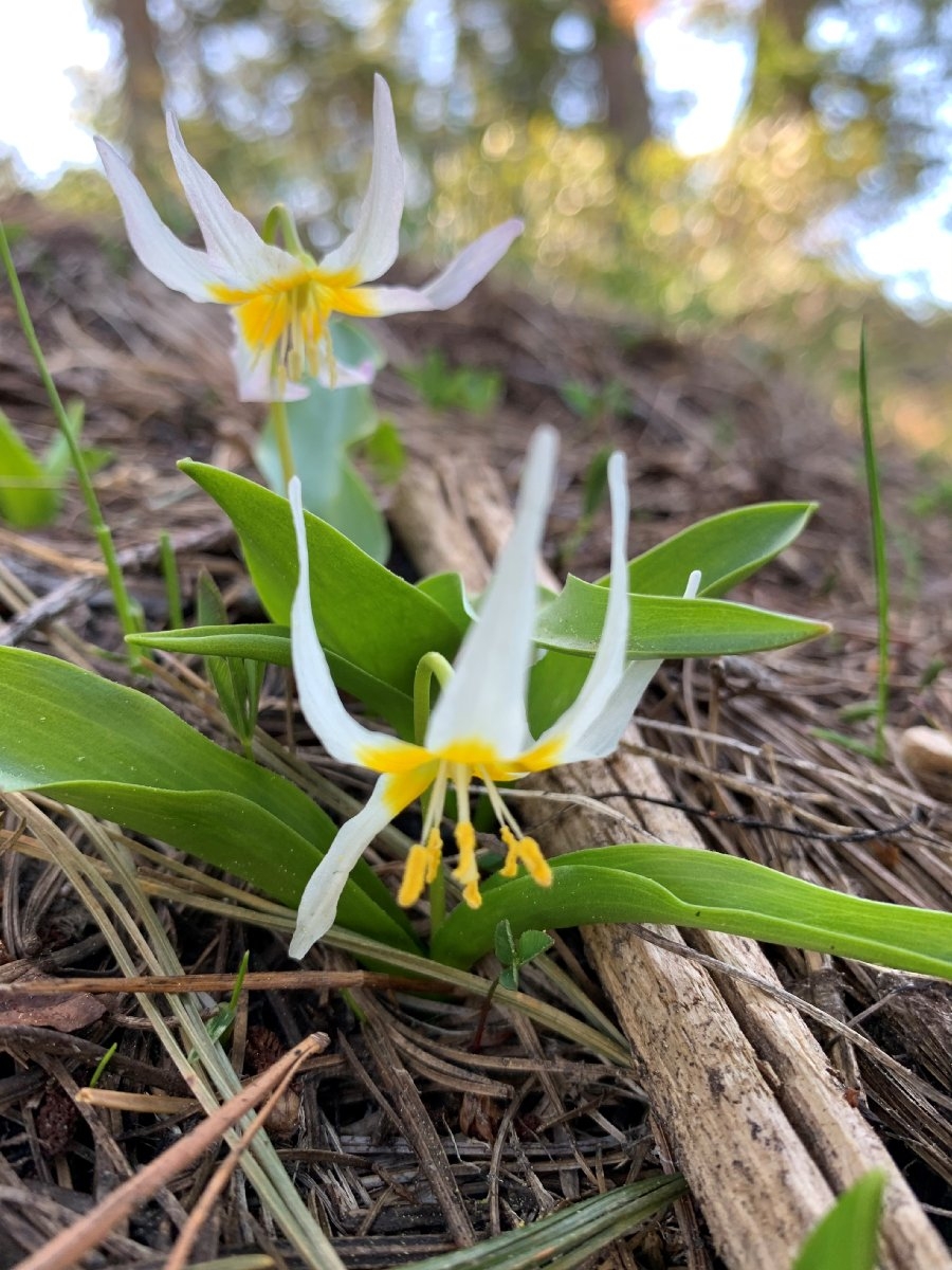 Erythronium klamathense