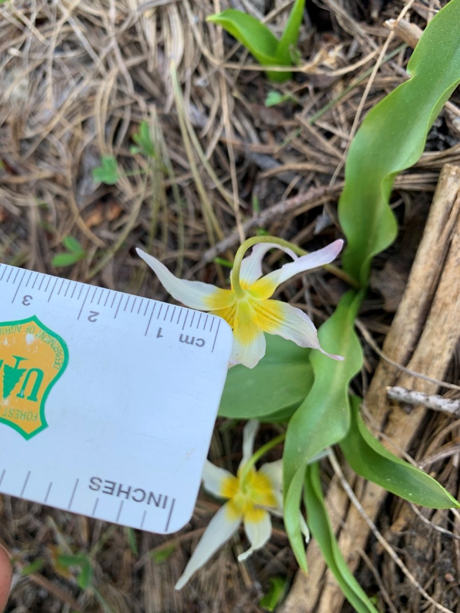 Erythronium klamathense