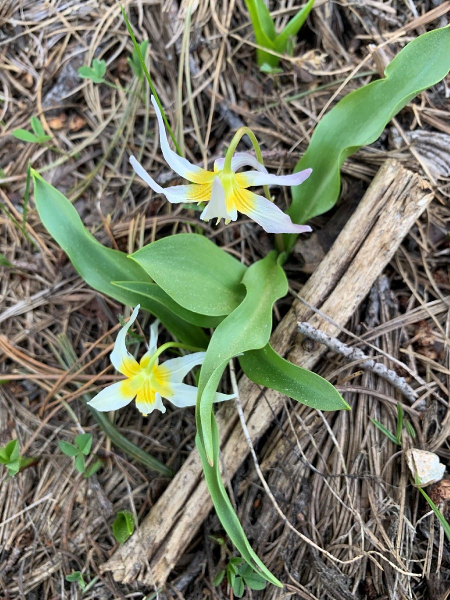 Erythronium klamathense