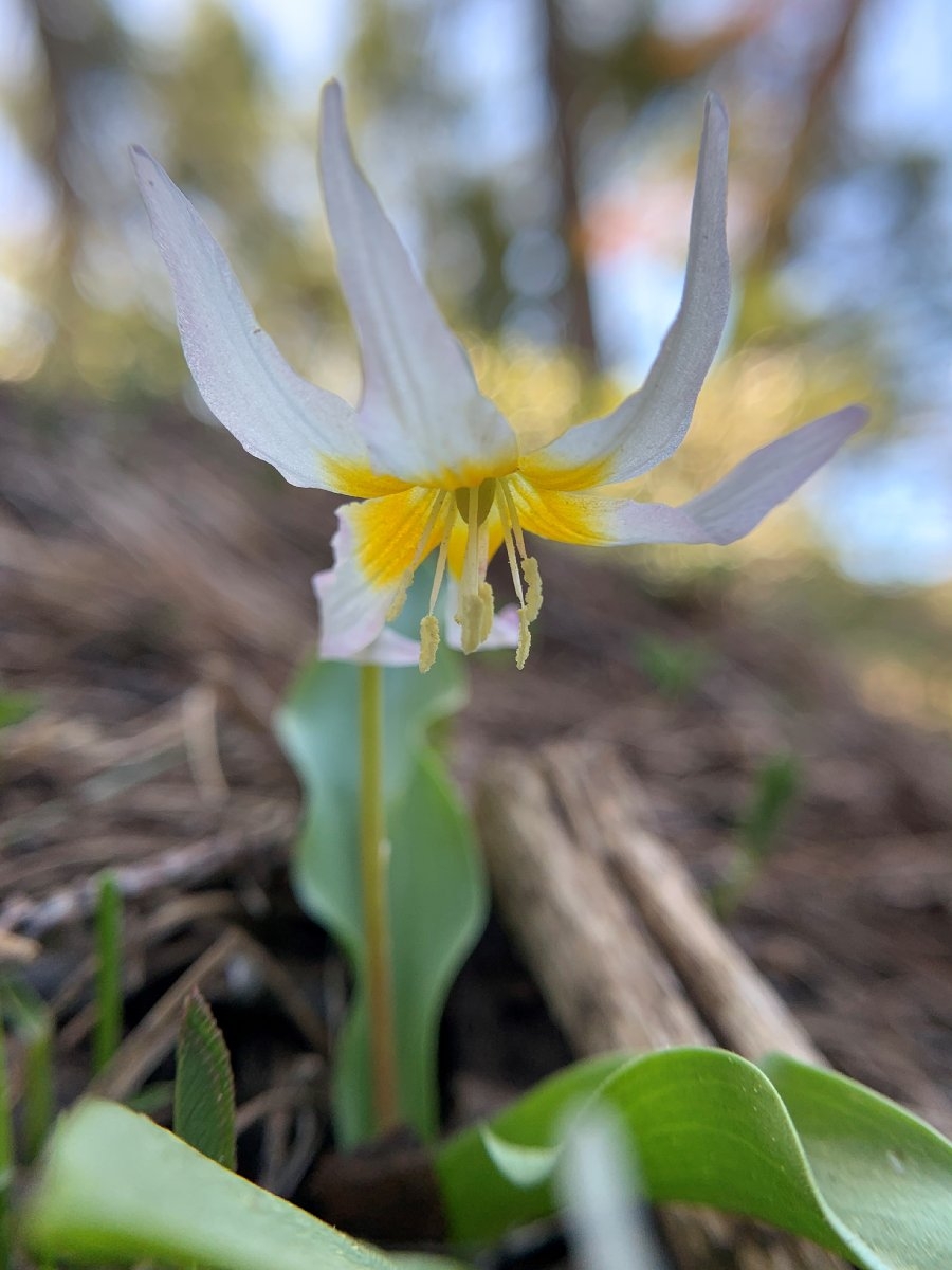 Erythronium klamathense