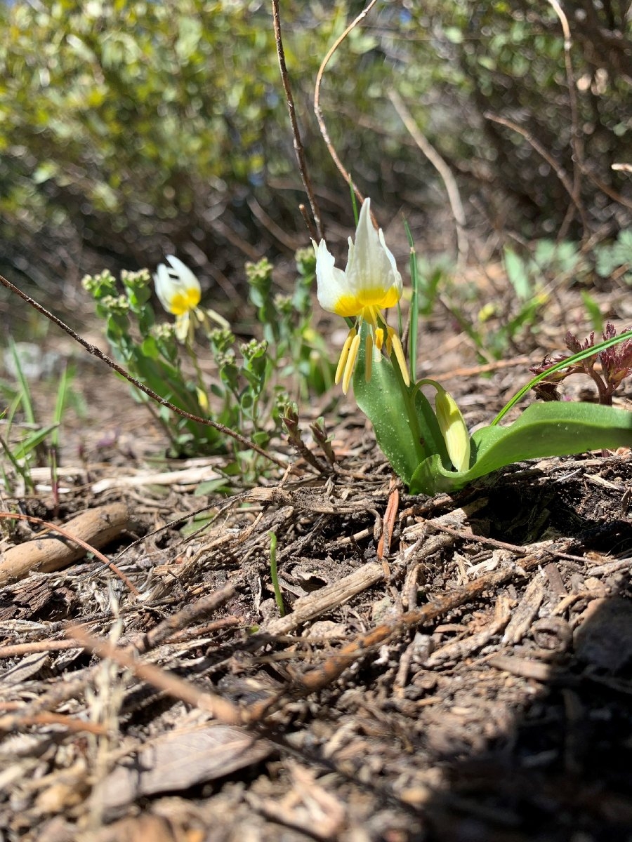 Erythronium klamathense