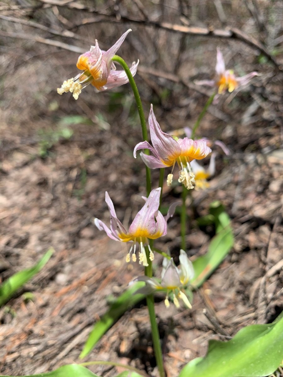 Erythronium klamathense