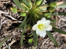 Lewisia nevadensis