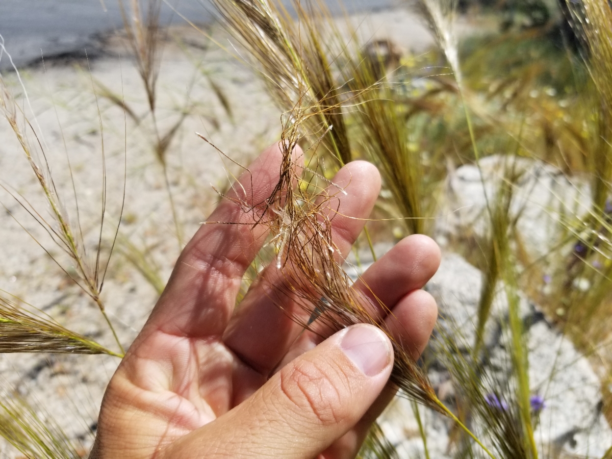 Stipa capensis