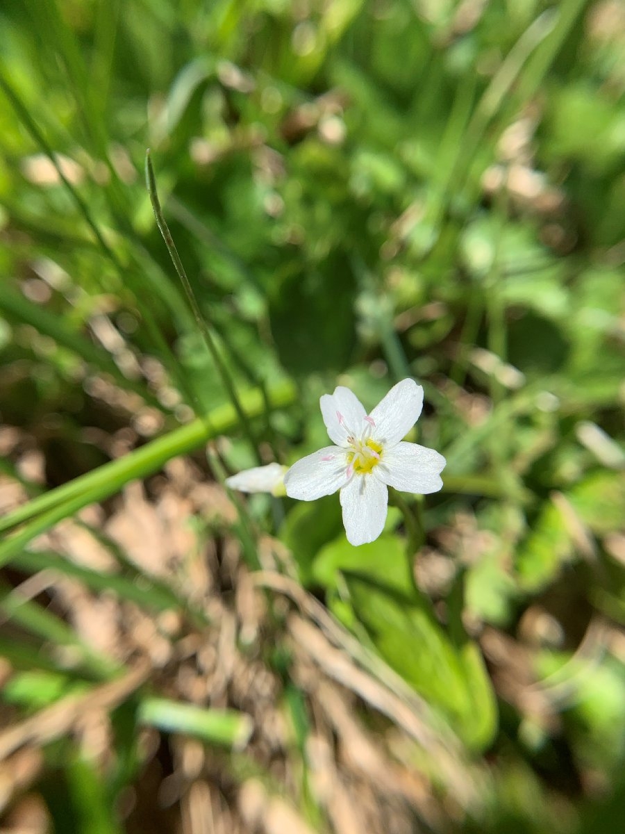 Claytonia cordifolia