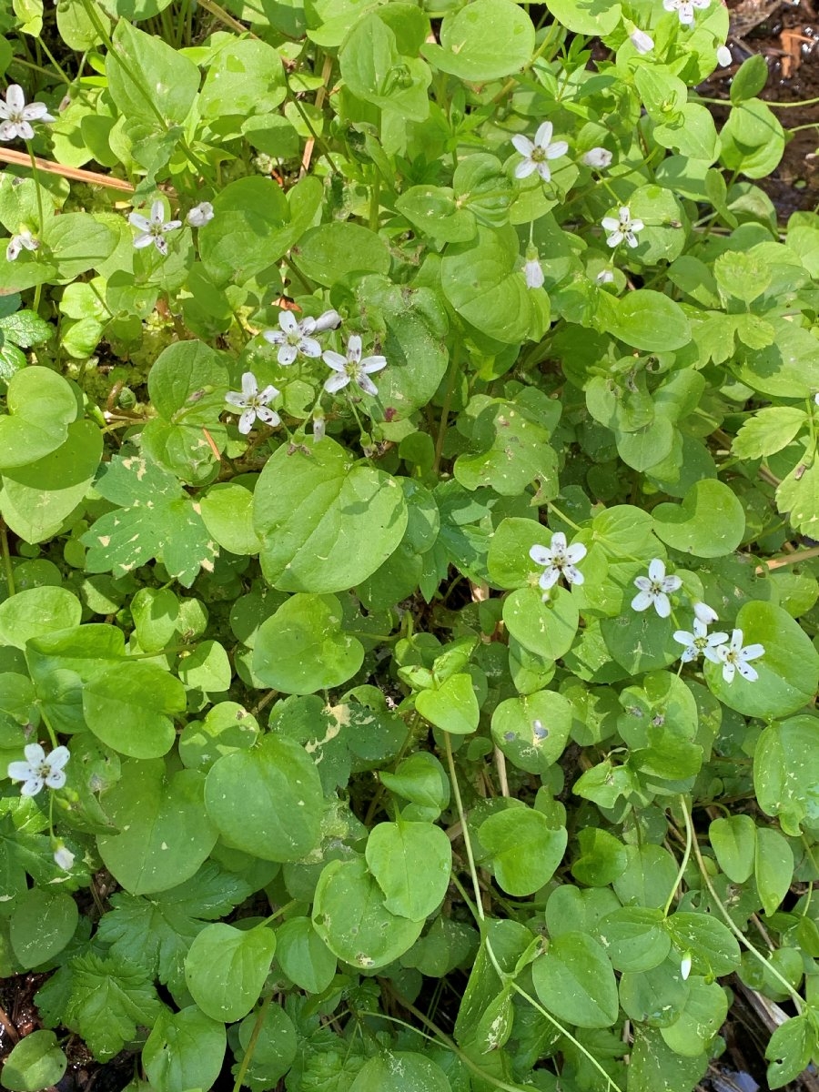 Claytonia cordifolia