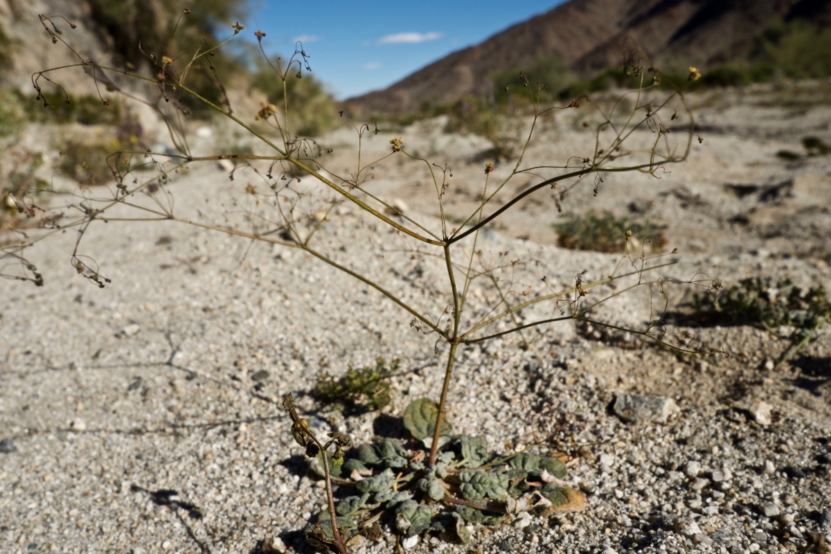 Eriogonum thomasii