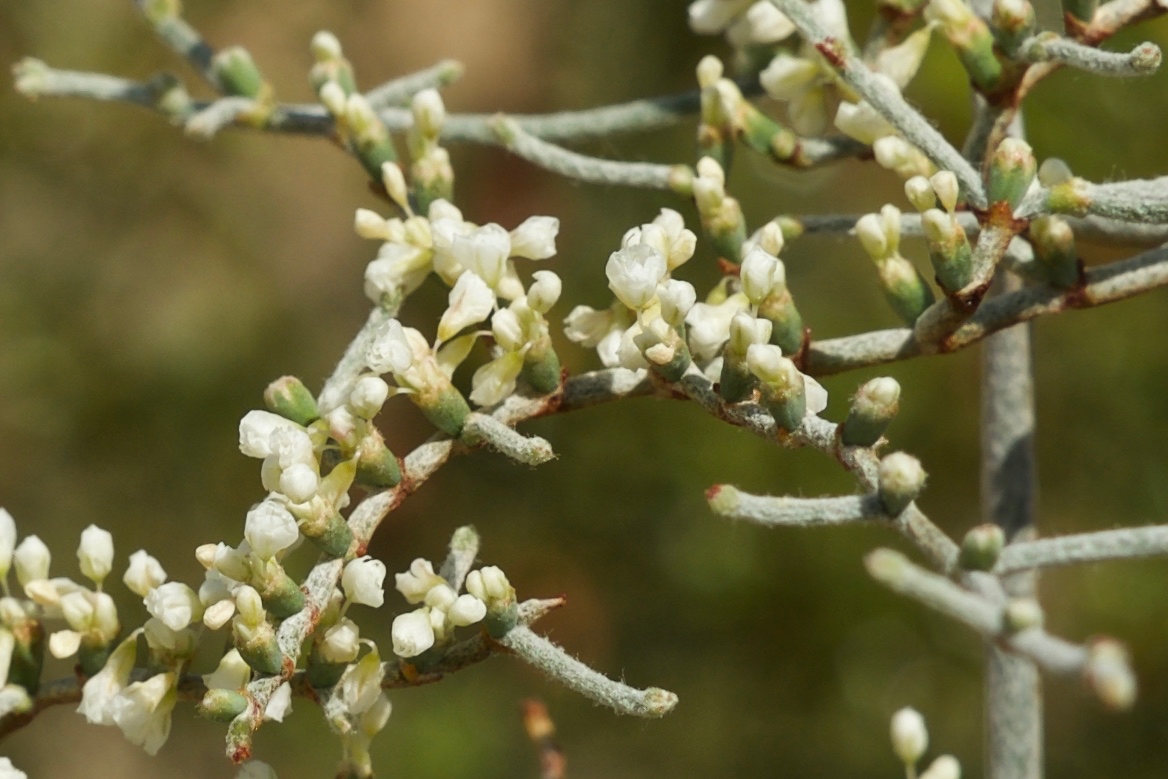 Eriogonum plumatella