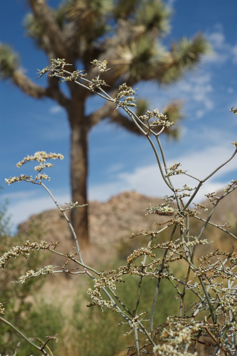 Eriogonum plumatella