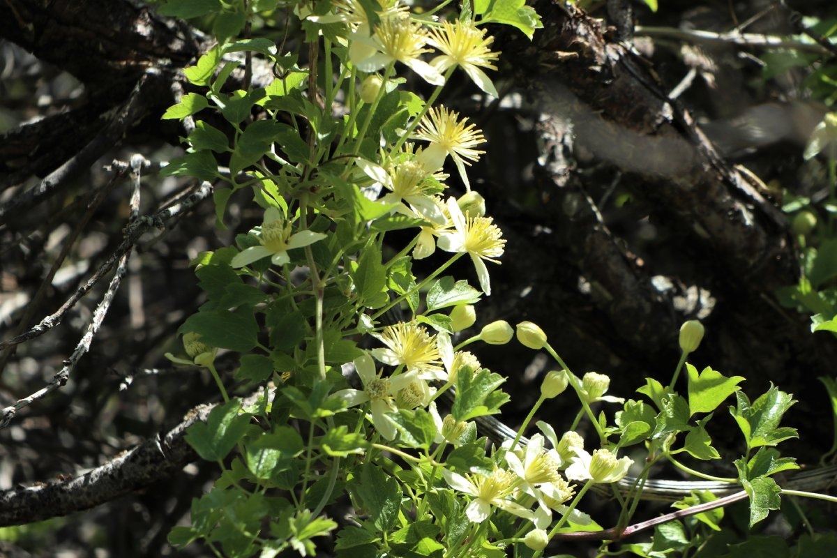 Clematis ligusticifolia