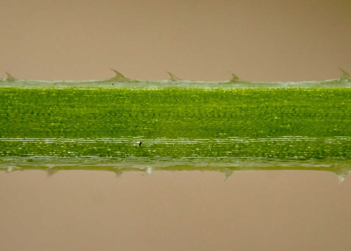 Galium aparine