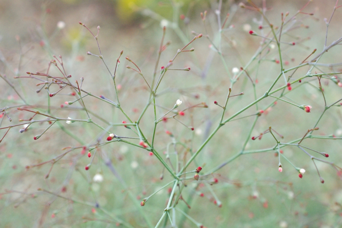 Eriogonum parishii