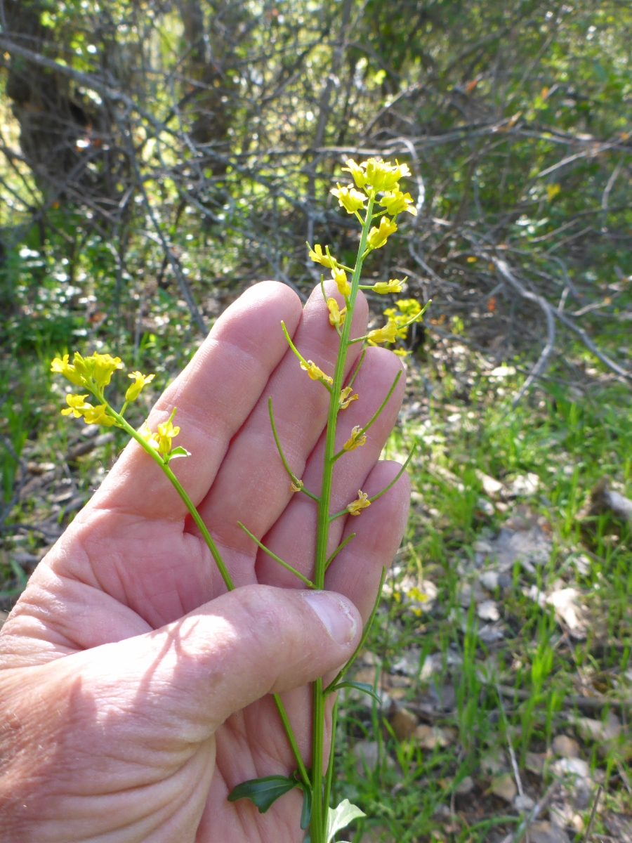 Barbarea verna