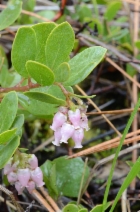 Arctostaphylos nevadensis