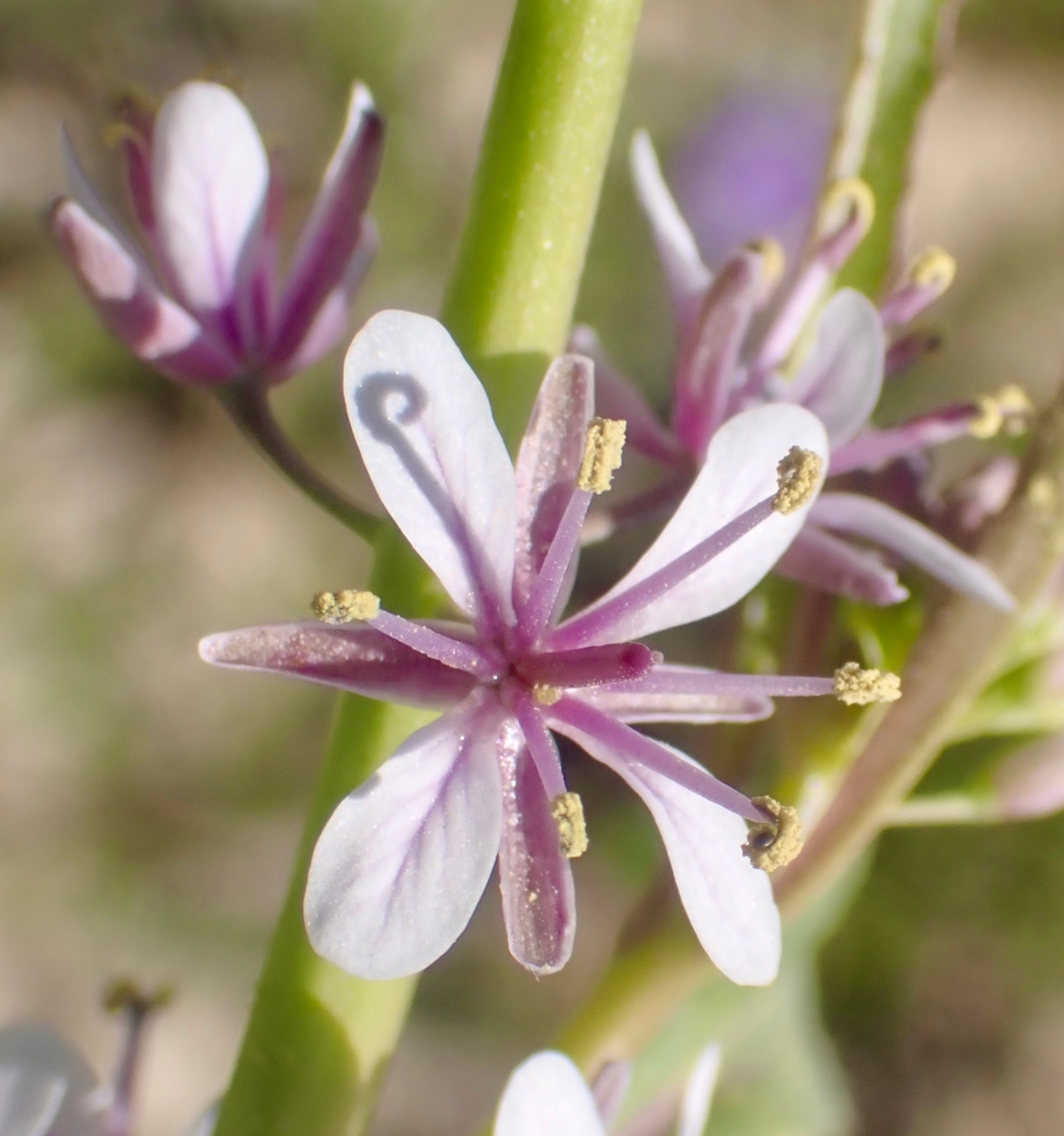 Caulanthus anceps