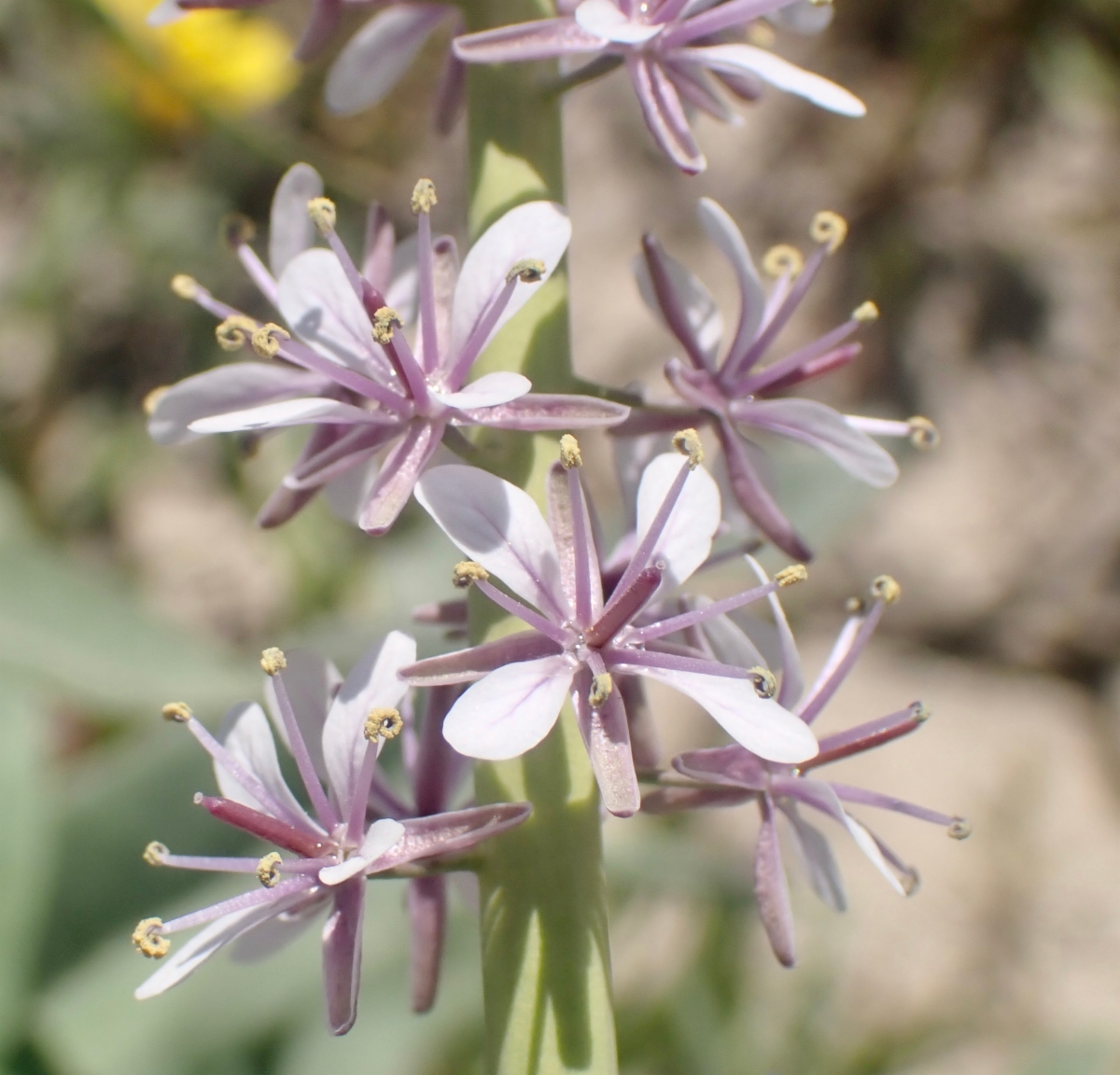 Caulanthus anceps