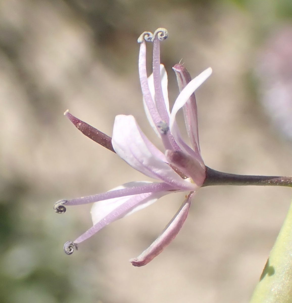 Caulanthus anceps