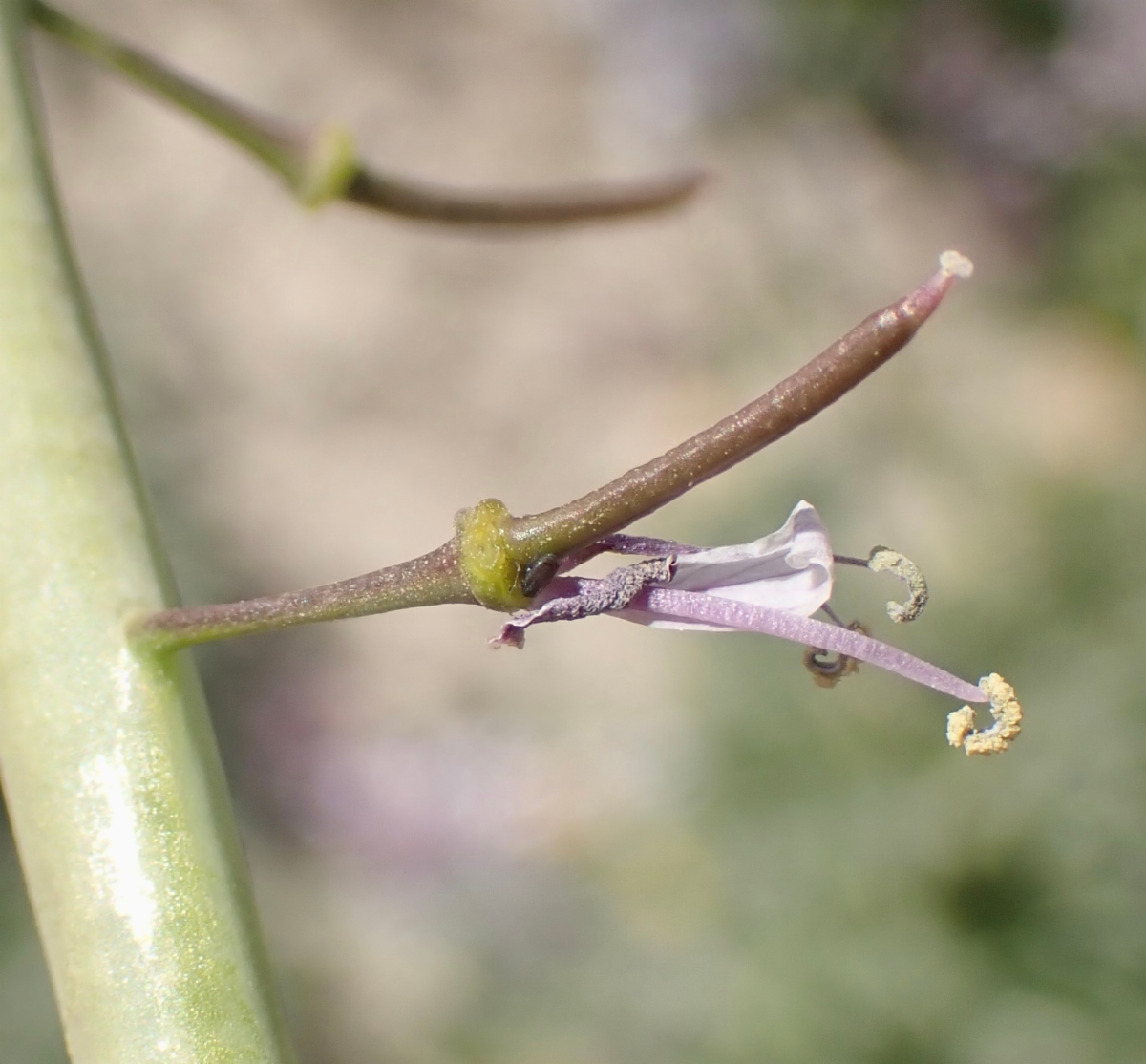 Caulanthus anceps