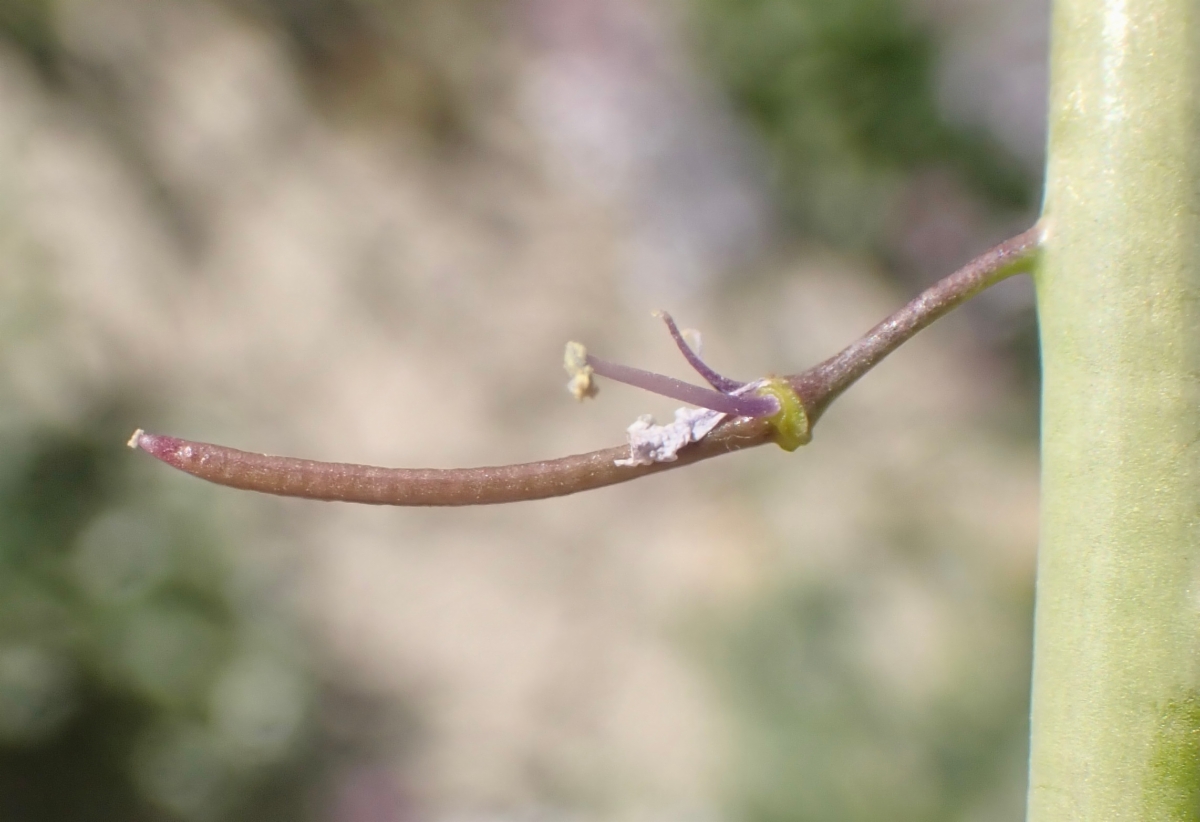 Caulanthus anceps